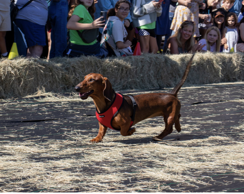 Oktoberfest and Weiner Dog Races 1 Oktoberfest and Weiner Dog Races